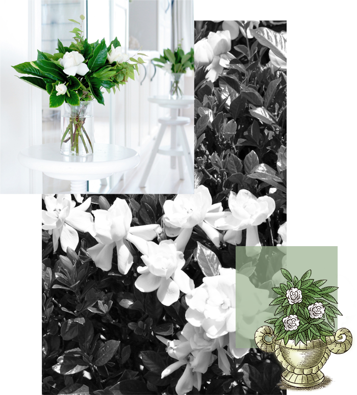 Explore Lush Gardenia - Bouquet (700x775), Png Download