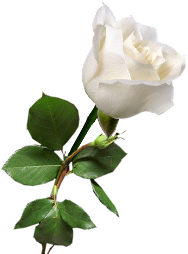 Rosa Blanca White Rose Png, White Roses, Red Roses, - Single White Rose Png (663x890), Png Download