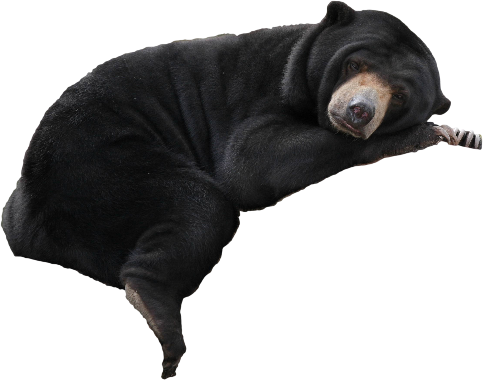 Cutout - Malayan Sun Bear (2298x1825), Png Download
