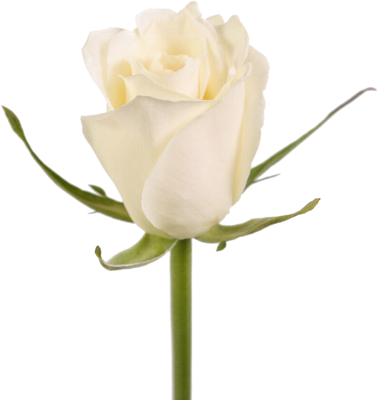 Rosa Blanca Png - Floribunda (1223x1280), Png Download