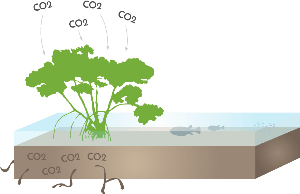 Starboard Blue Starboard Blue Image Royalty Free Library - Rhizophora Mangle (1024x691), Png Download