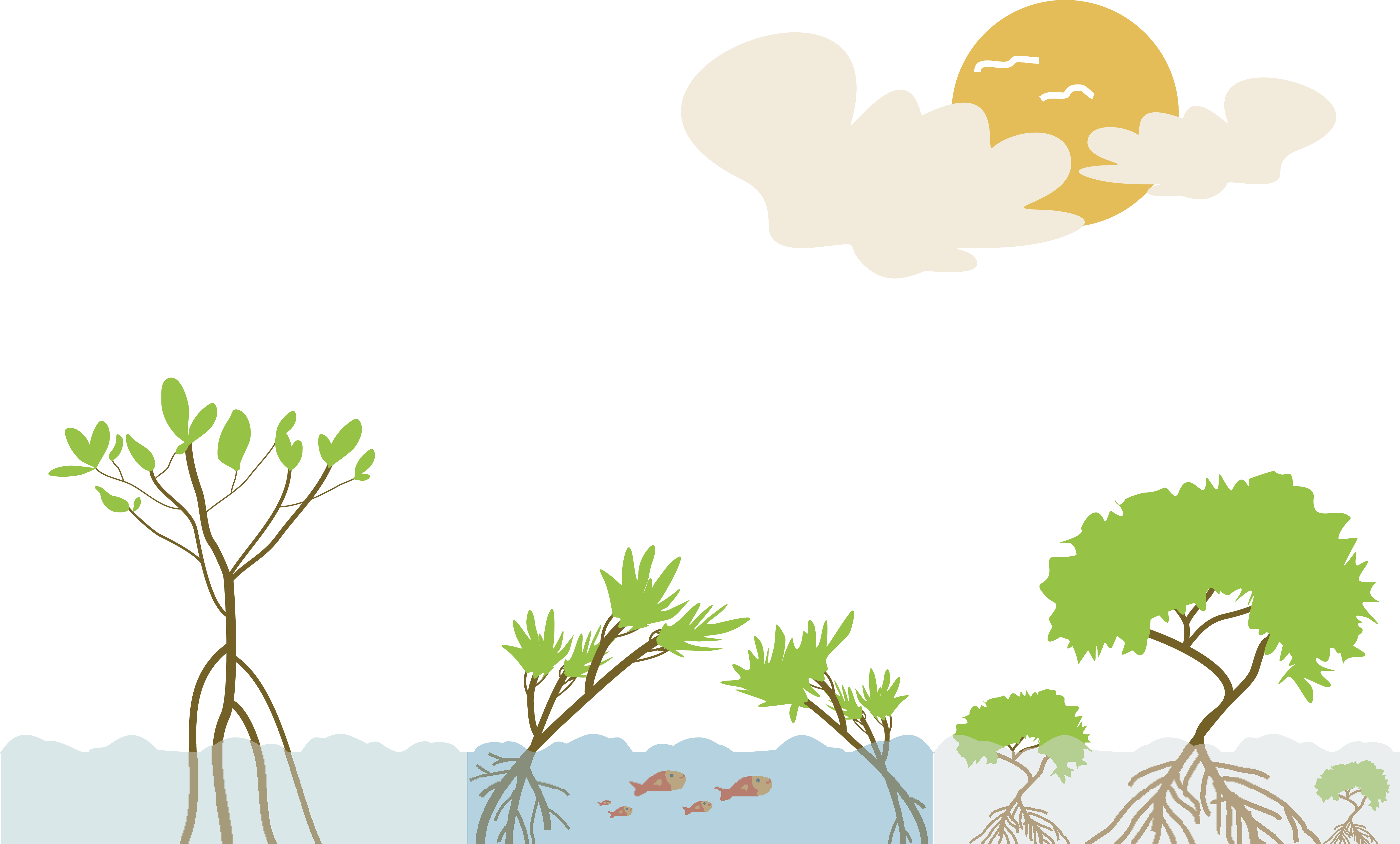 Mangrove Clipart Aerial Plant - Mangrove Vector Png (5532x3336), Png Download