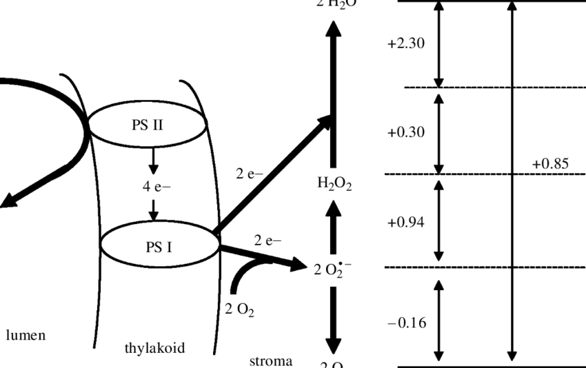 A Schematic Outline Of The Mehler^peroxidase Reaction - Diagram (850x534), Png Download