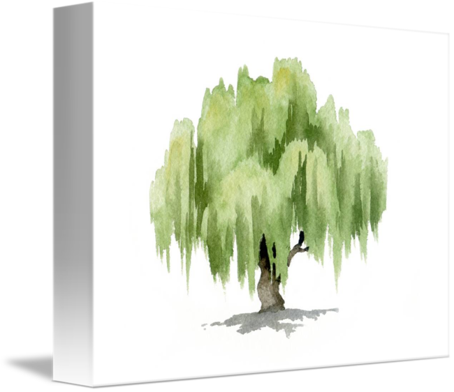 Willow Tree By David Rogers - Watercolor Willow Tree (650x562), Png Download