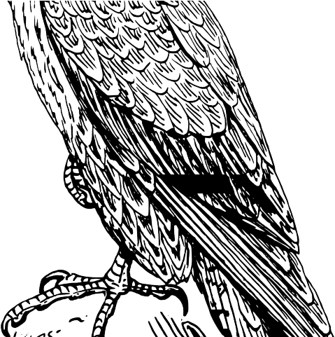 Falcon Logo Cliparts - Peregrine Falcon Drawing Png (640x480), Png Download