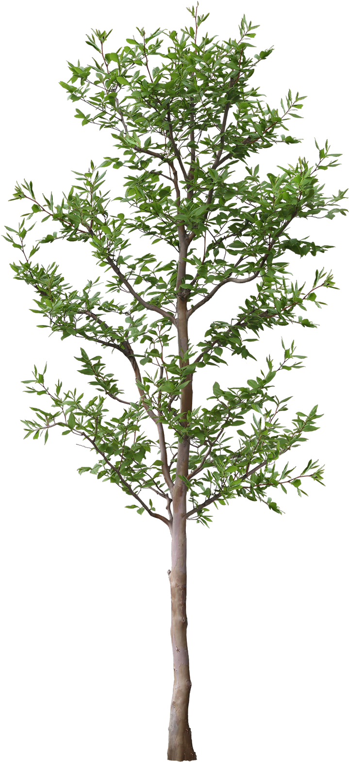 #tree #branches #leaves #palm Tree #autumn Tree #tree - Tree Vectors Silhouettes Png (767x1600), Png Download