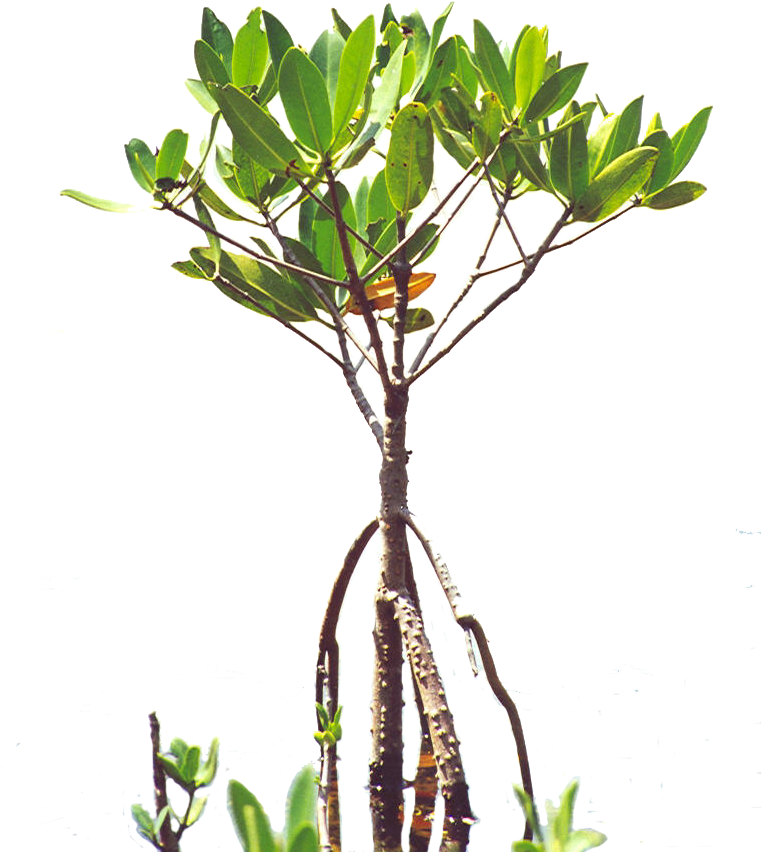 Mangroves - Florida - Poly - Mangrove Sapling (864x864), Png Download