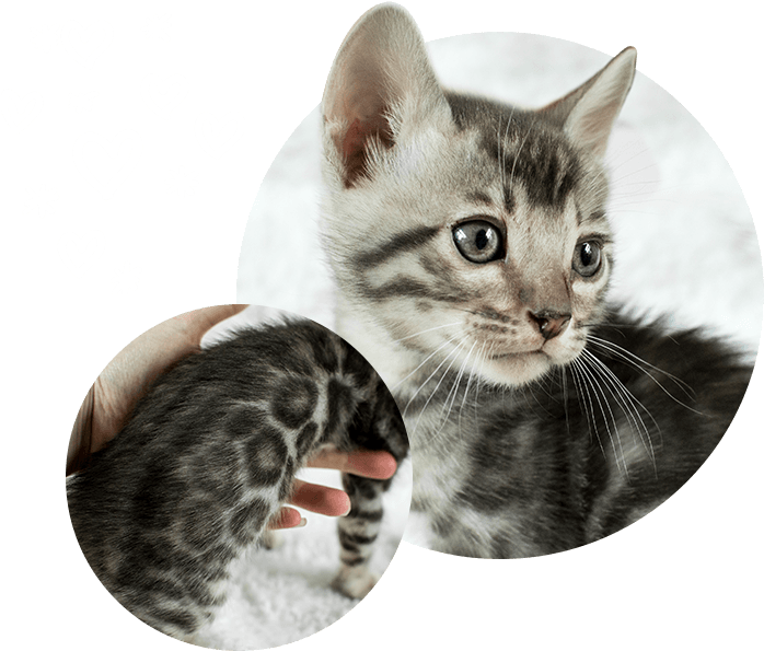 Cats Kittens For Sale Wild Sweet Bengals - Kitten (701x602), Png Download