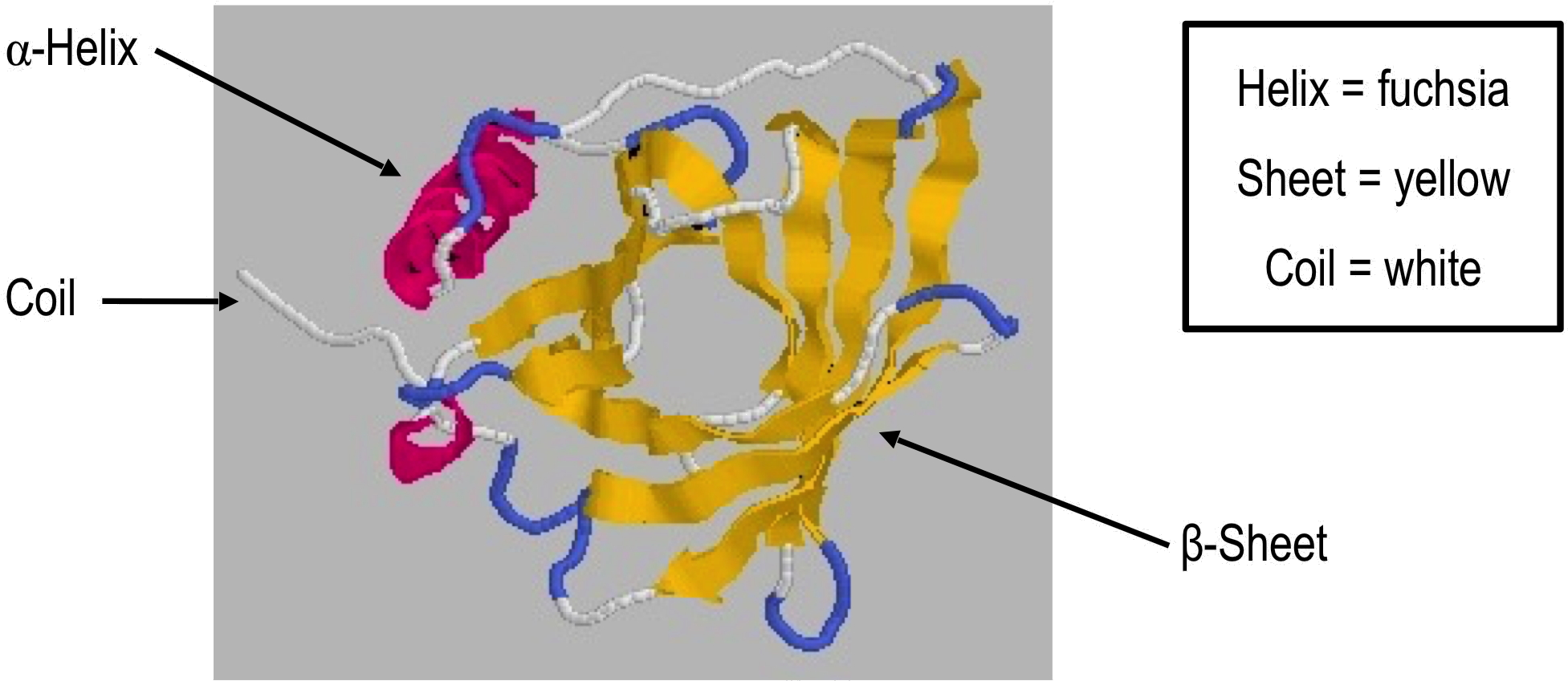 Secondary Structures In Retinol Binding Protein, Showing - Protein Structure Random Coil (1989x868), Png Download