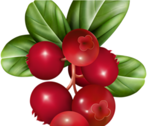 Cranberry Relish Clipart Holly Berry - Transparent Cranberries Clip Art (640x480), Png Download