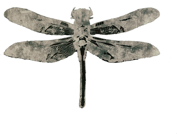 Dragonfly Cover Image For Website2 (1000x714), Png Download
