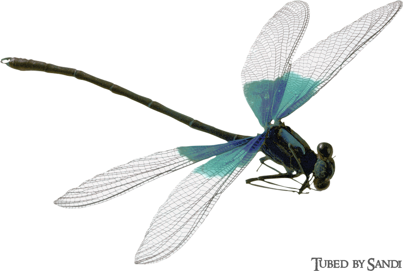 Dragonflies19 - Png Damselfly (1429x990), Png Download