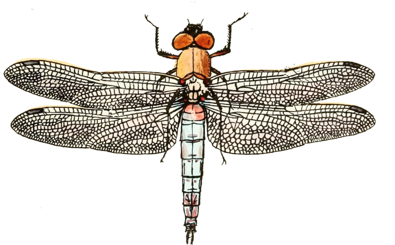 Dragonflies From - Net-winged Insects (1024x778), Png Download