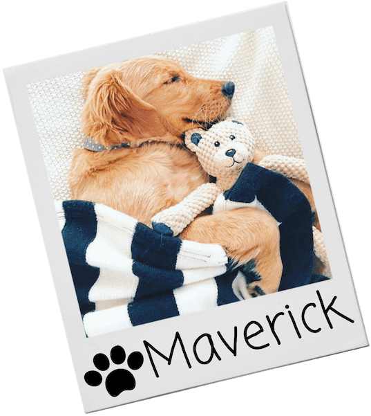 Soft Dog Toys - Golden Retriever (600x600), Png Download