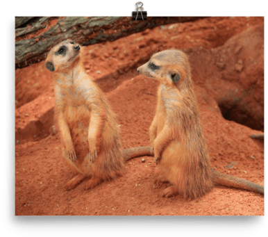 Meerkat Poster - Meerkat (600x600), Png Download