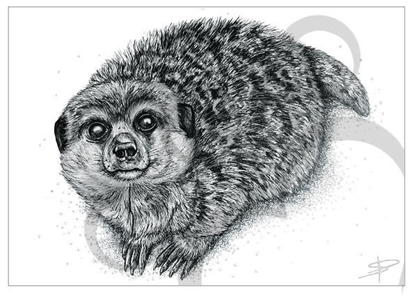 Meerkat Inkling - Kinkajou (591x591), Png Download