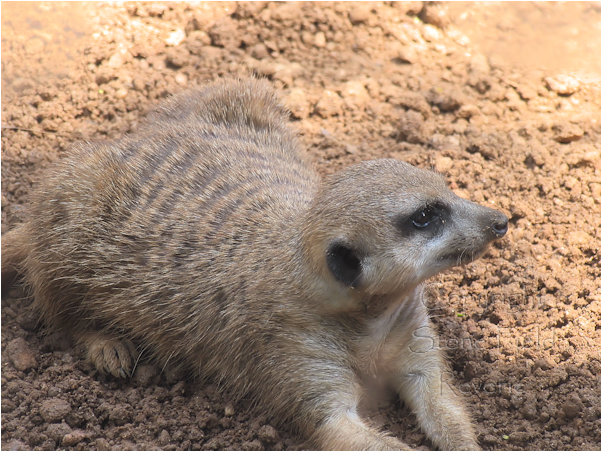 Houston Zoo Meerkat - Meerkat (600x600), Png Download