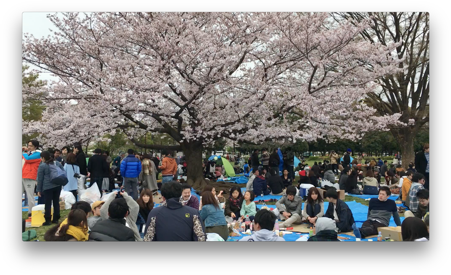 Kiba Koen, Tokyo, April - Cherry Blossom (1600x978), Png Download