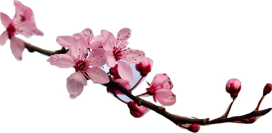 I Like Gritty Films That Have A Real What If This Happened - Cherryville Cherry Blossom Festival 2018 (896x437), Png Download
