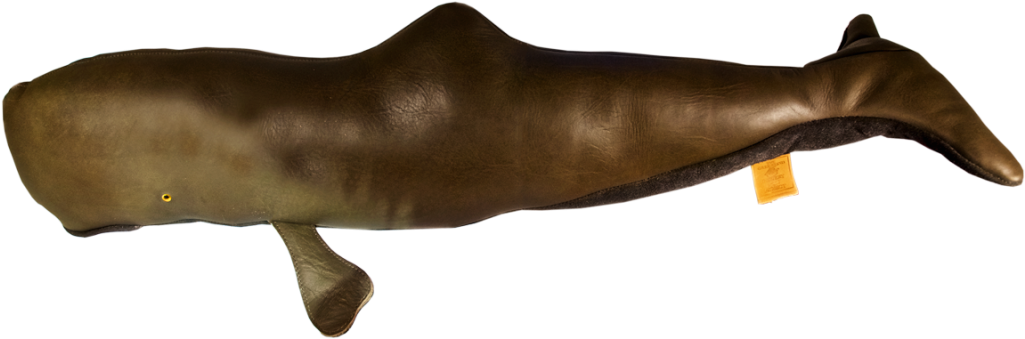 Elephant Seals (1024x450), Png Download