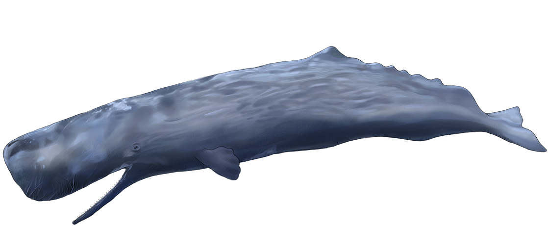 Drag This Box To See The Whale's Anatomy - Grey Whale (1200x627), Png Download