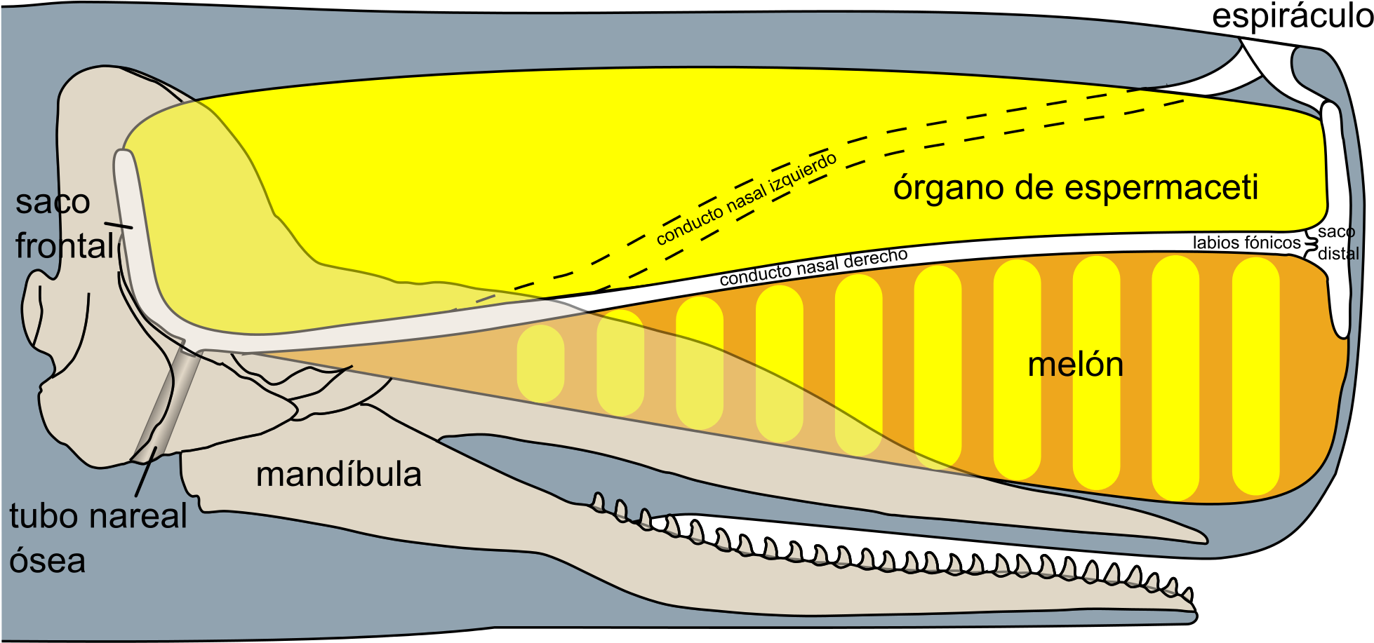 Open - Spermwhale Head (2000x924), Png Download