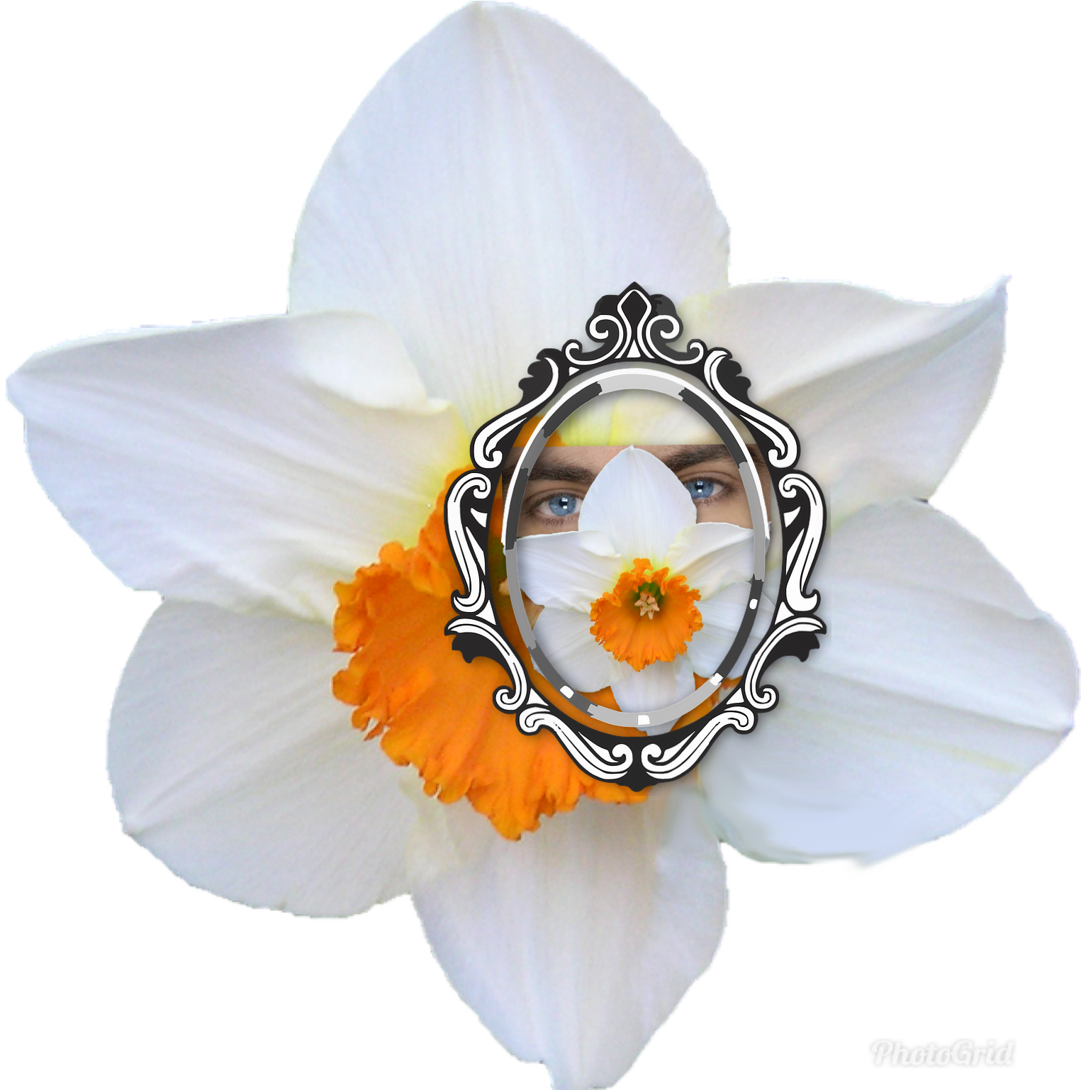 Sindicalismo Narciso Miró El Espejo Día Tras Día - Artificial Flower (1536x1536), Png Download