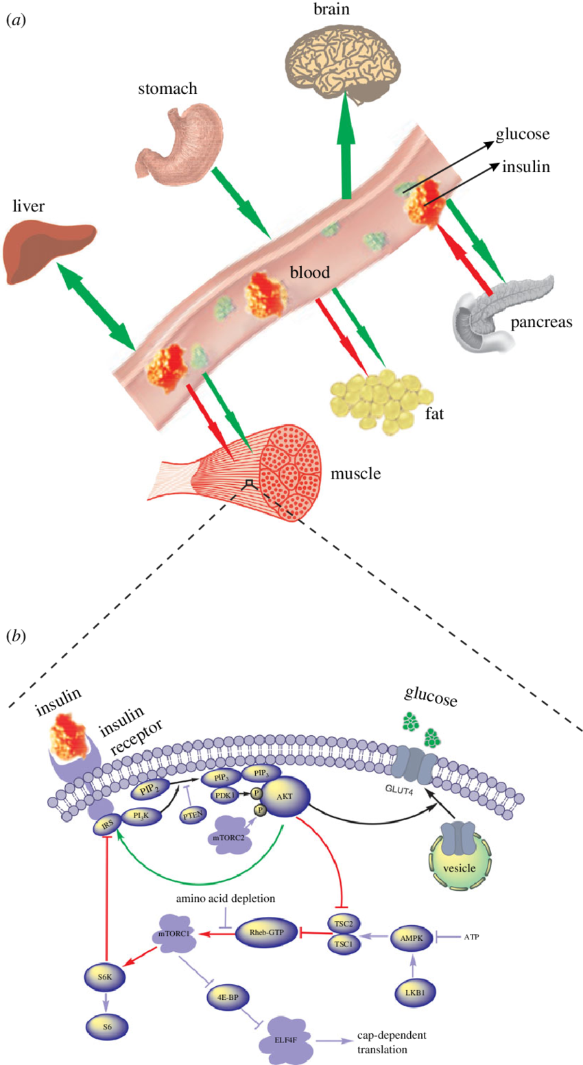 A Global Picture Of Glucose Insulin Dynamics - Diagram (850x1553), Png Download
