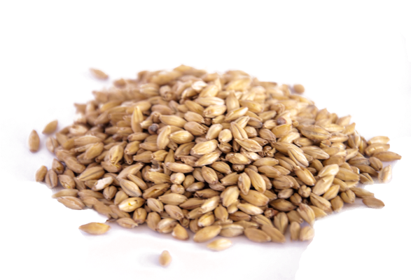 Grains Clipart Malt - Malt (600x600), Png Download