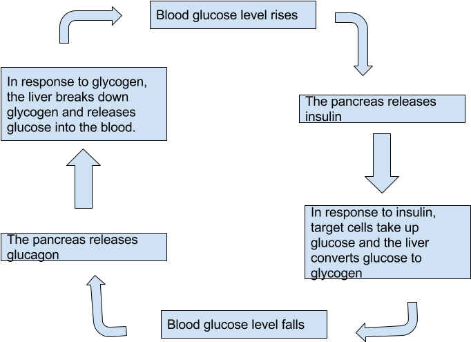 Controlling Blood Sugar Levels - Diagram (720x540), Png Download