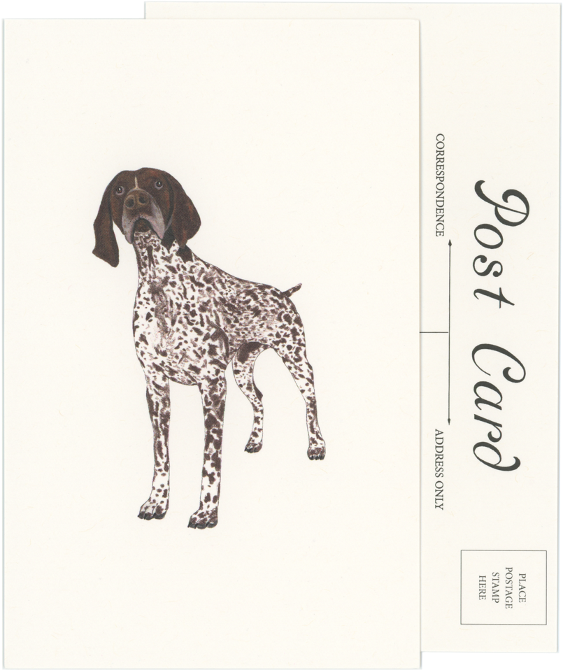 German Shorthaired Pointer Postcard (882x1024), Png Download
