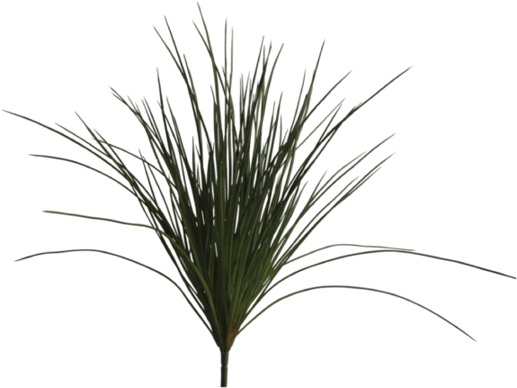 Faux Wild Grass - Sweet Grass (600x600), Png Download