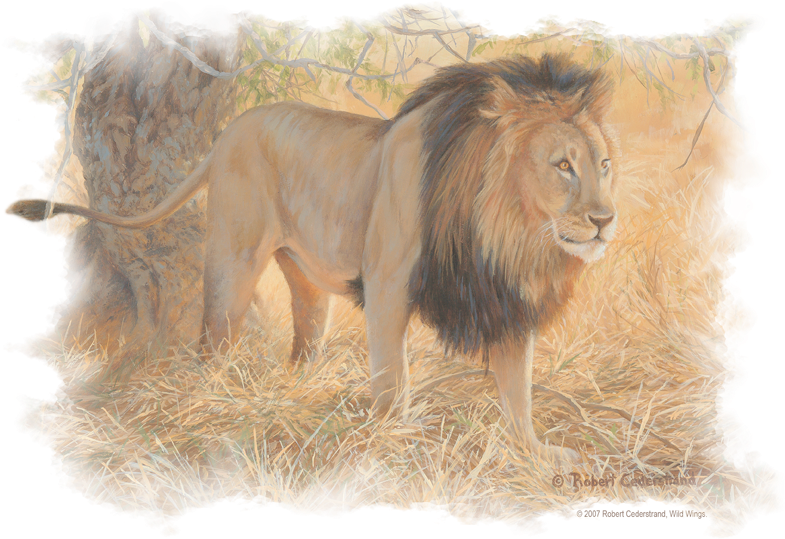 Wildlife Shumba In The Grass Men's Regular Fit T-shirt - Lion Original (792x544), Png Download