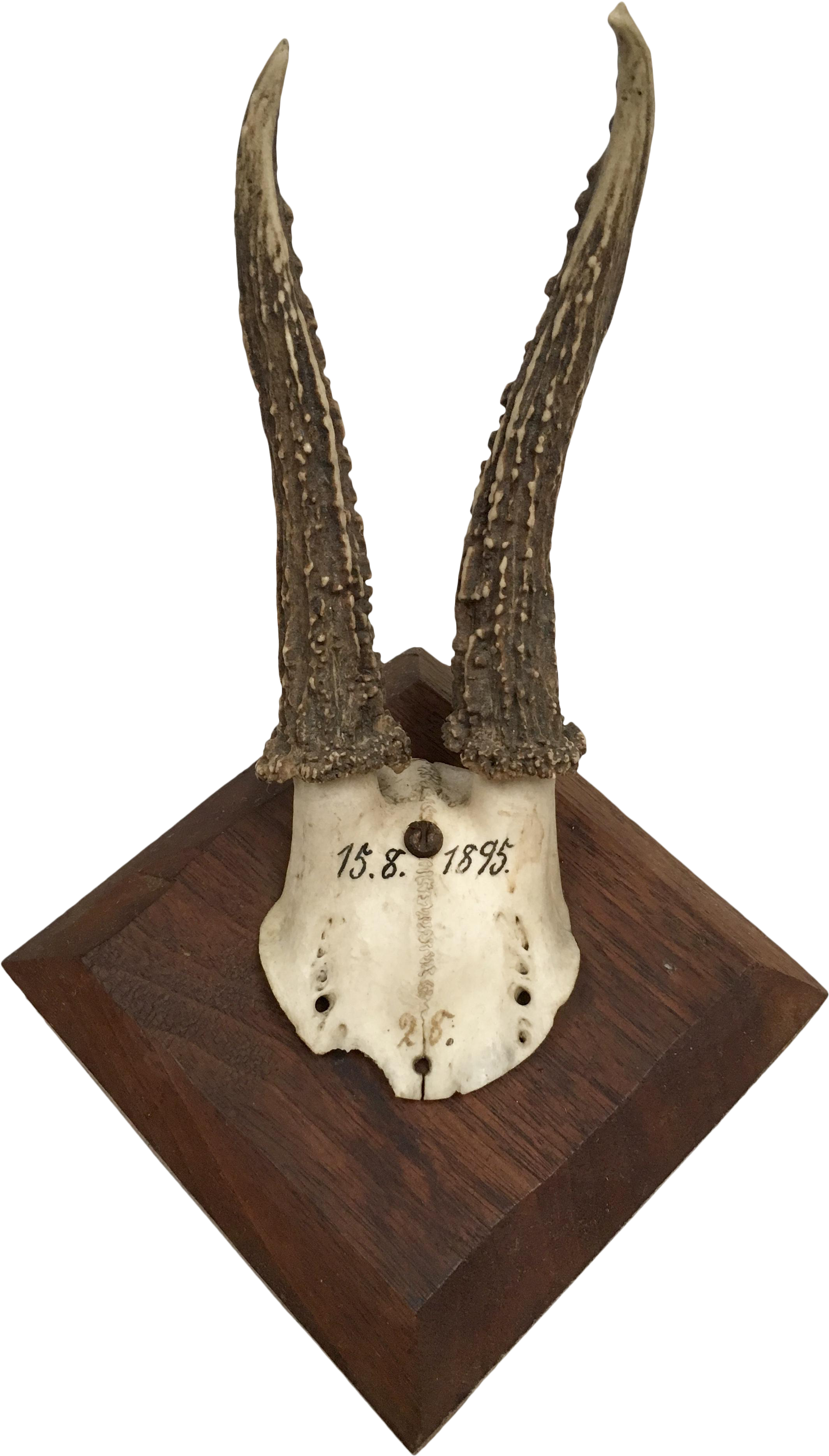 German Roe Deer Antlers With Partial Skull - Deer (2361x4144), Png Download