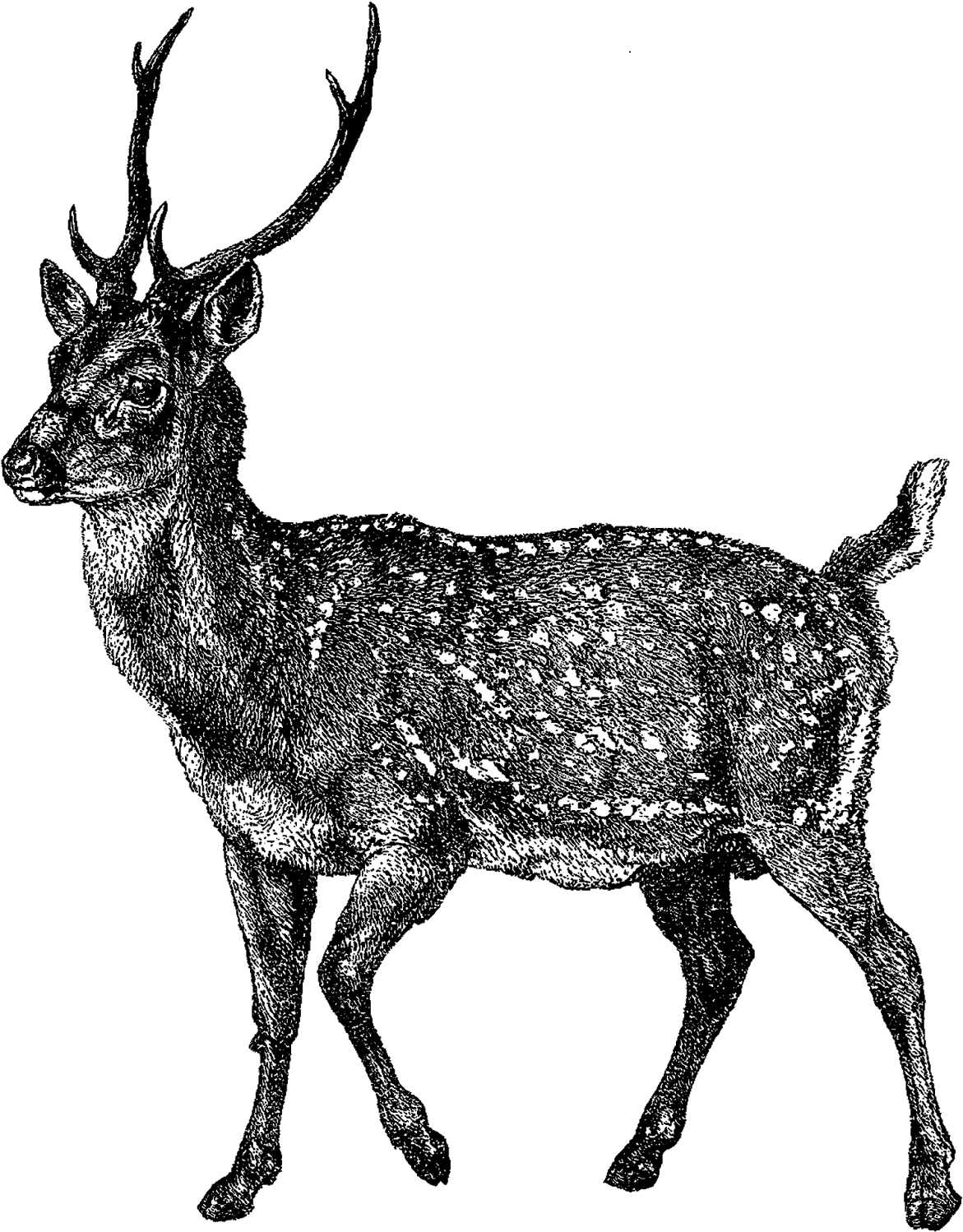 Digital Deer Clip Art - Elk (1319x1600), Png Download