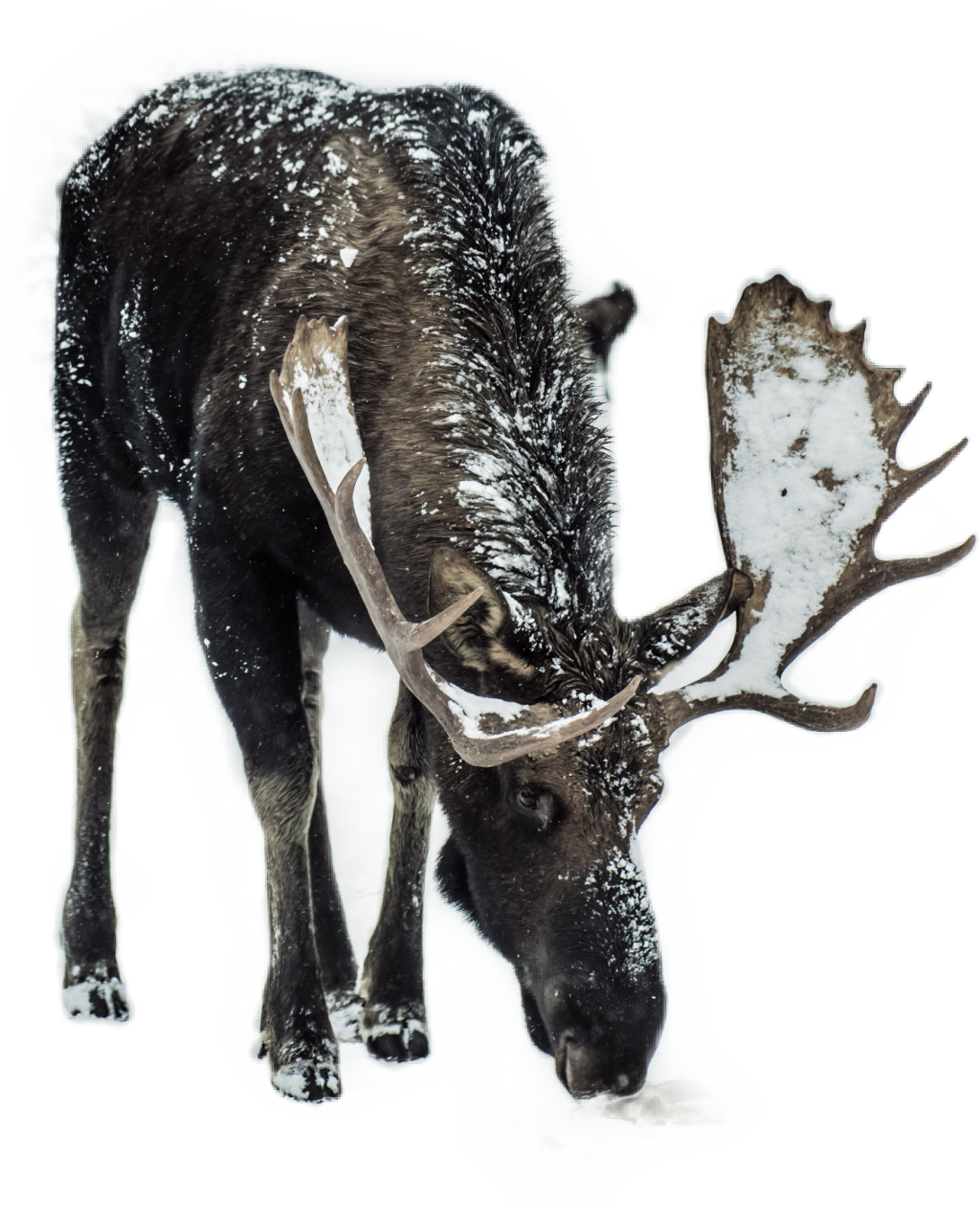 Deer Sticker (1024x1258), Png Download