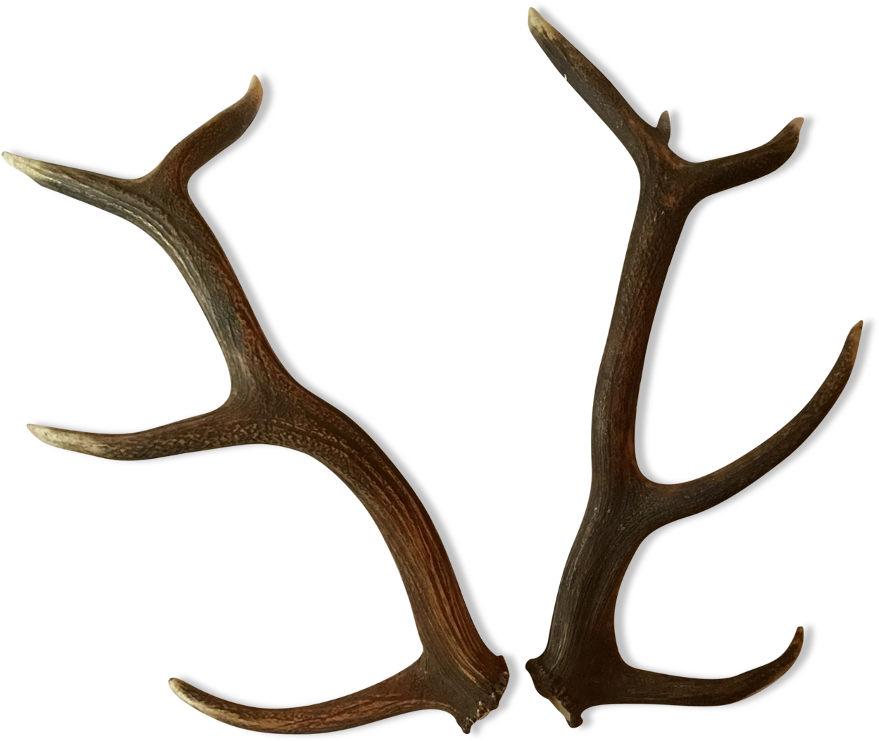 Deer (1457x1457), Png Download