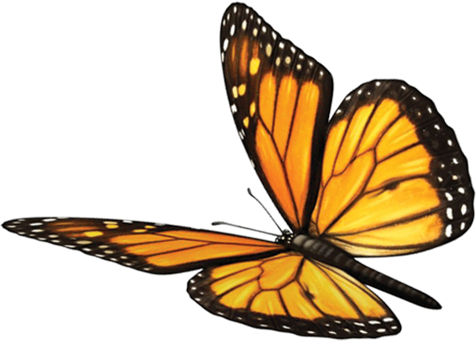 Butterfly Fawn Mind Soul Spirituality Monarch Sundara - Monarch Butterfly (1000x968), Png Download