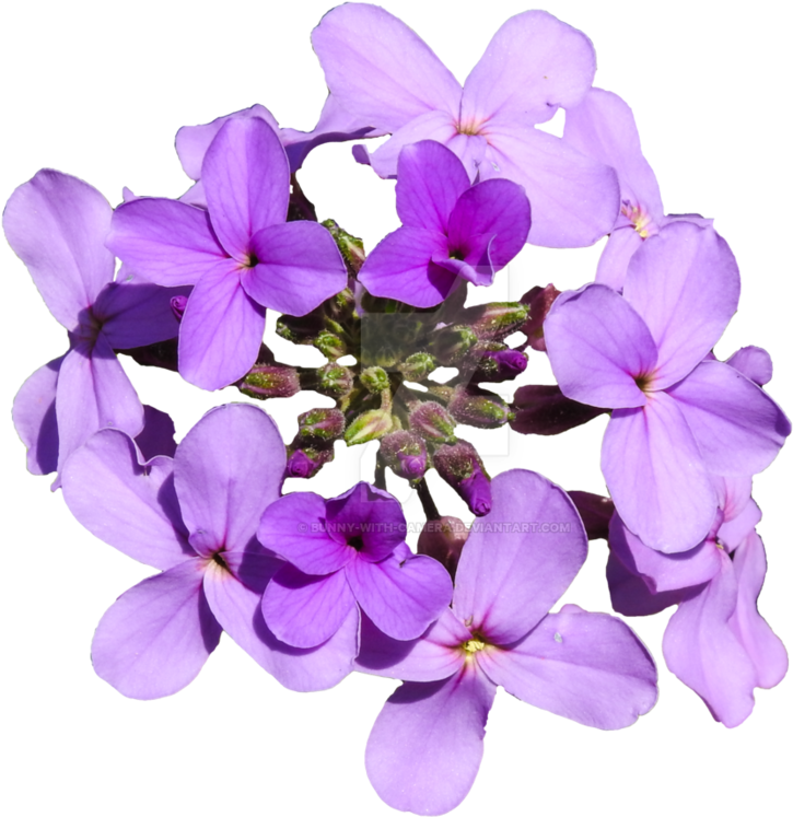 Purple Flowers Png - Moth Orchid (894x894), Png Download