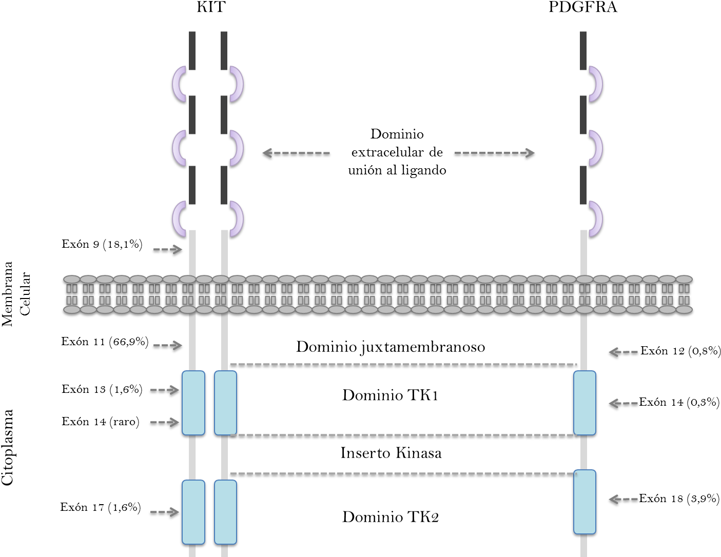 Ubicación Y Frecuencia De Mutaciones De Los Genes Kit - Diagram (1441x1103), Png Download