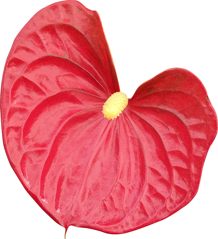 2018 03 27 - Anthurium Fond Transparent (750x822), Png Download