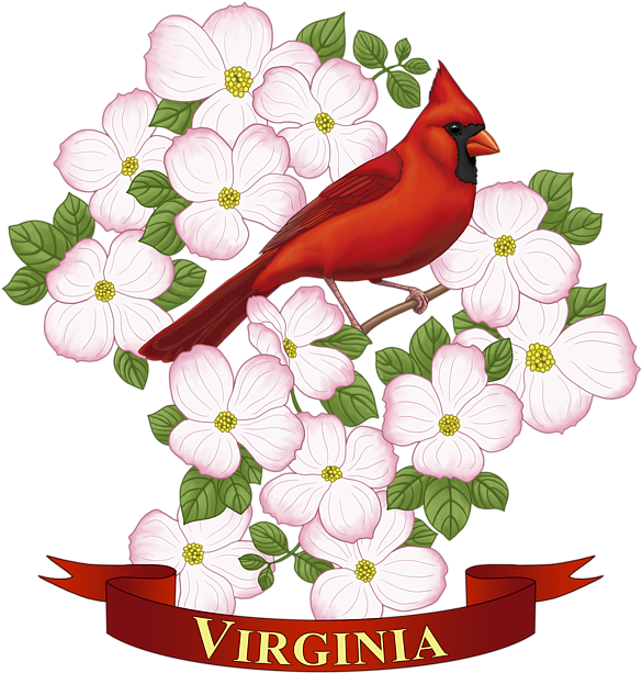 Bleed Area May Not Be Visible - Virginia State Bird Drawing (600x630), Png Download