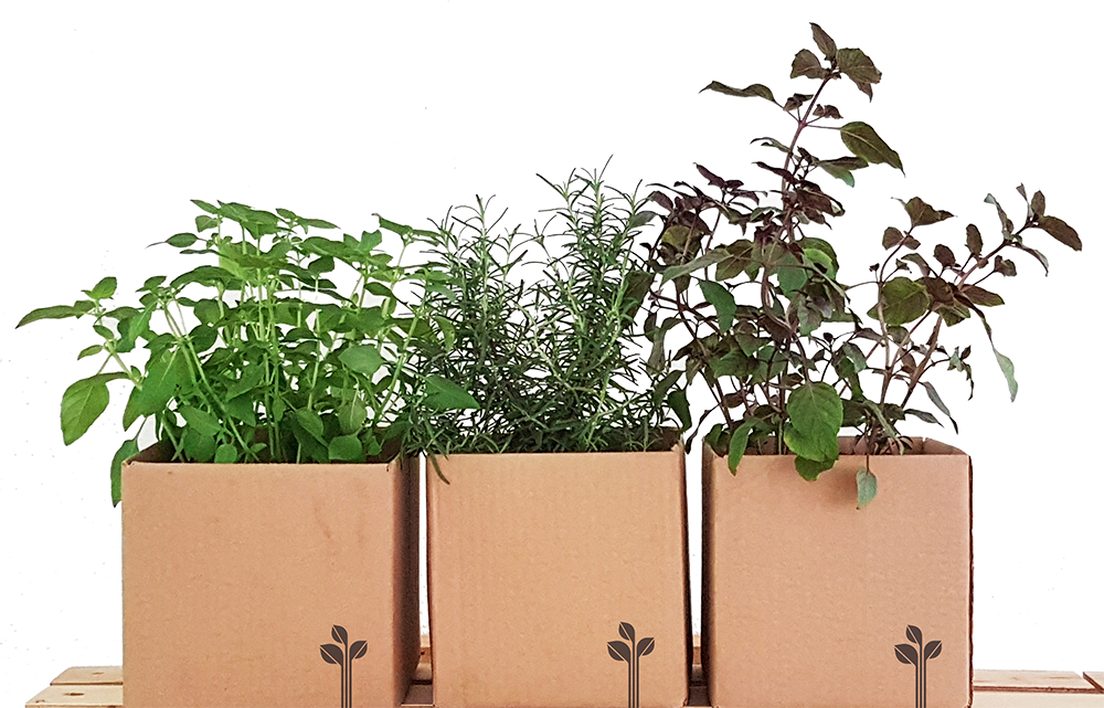 Vaso De Planta Png (1000x641), Png Download