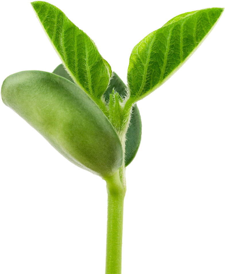 Alerta - Planta De Soja Png (850x1013), Png Download