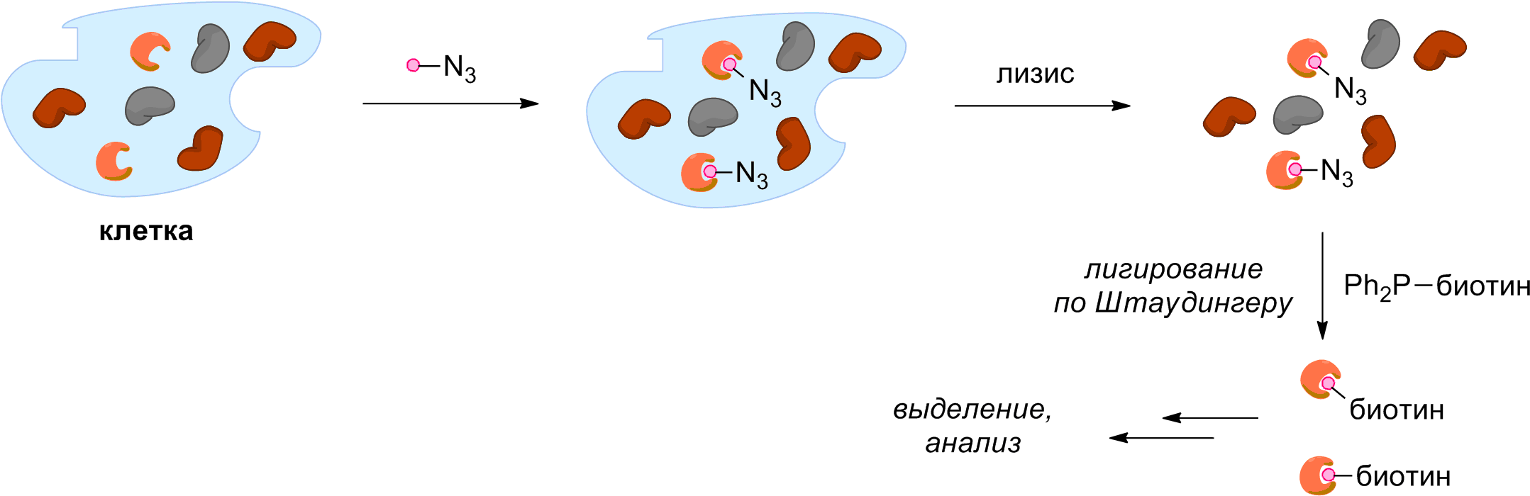 Activity-based Protein Profiling - Circle (2179x720), Png Download