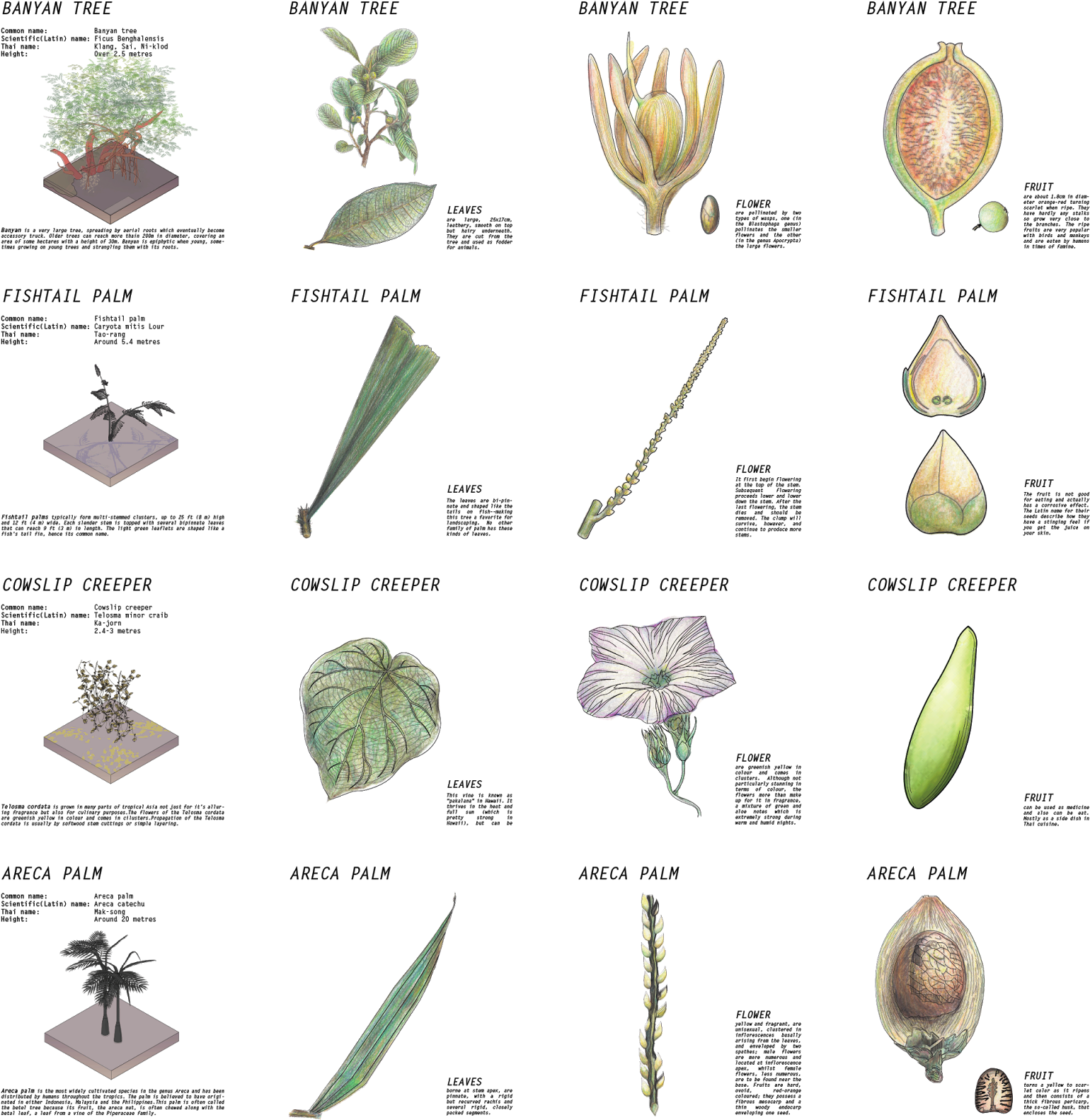 Botanical Drawing - Herbaceous Plant (1570x1600), Png Download