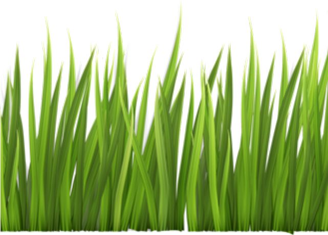 Sweet Grass (640x480), Png Download