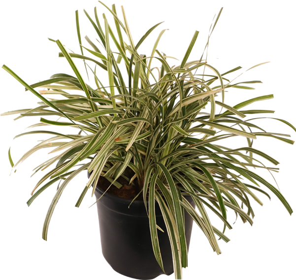 Ground Coverarge Plants - Houseplant (600x600), Png Download