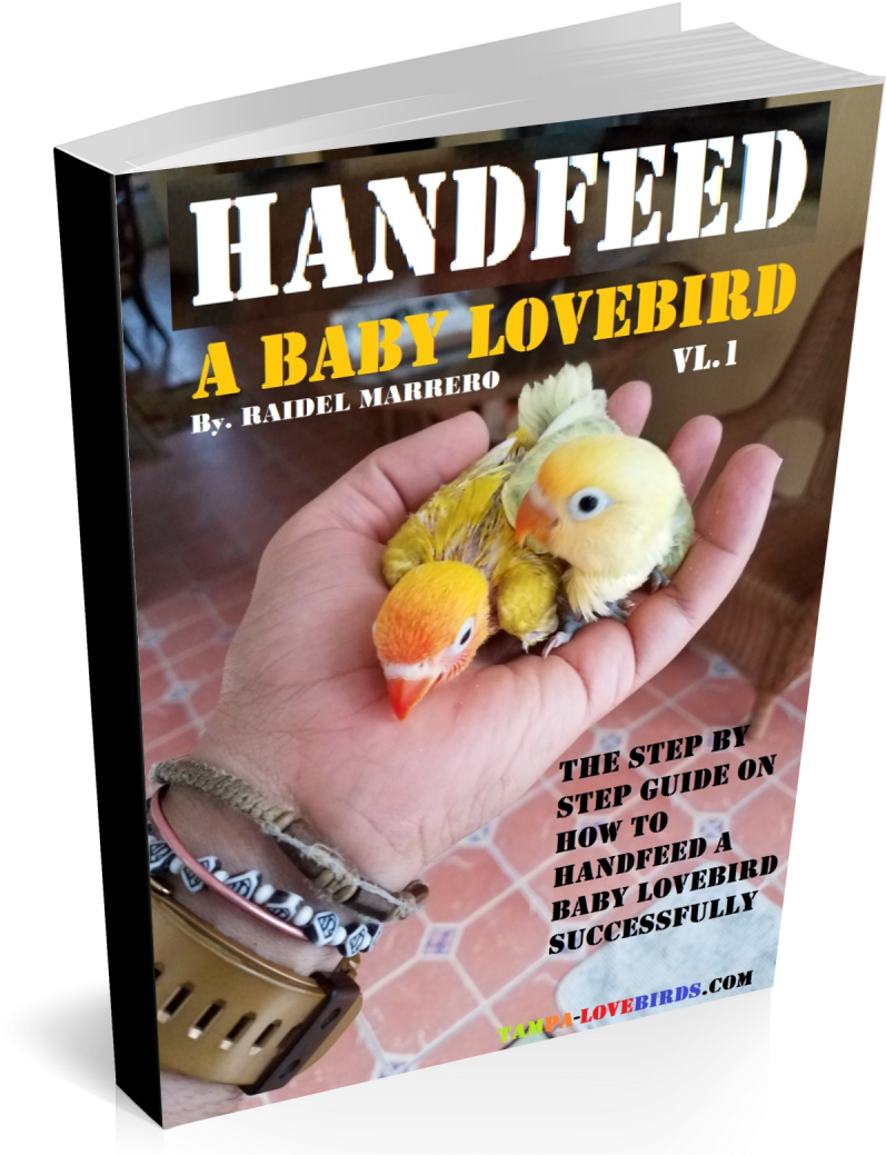 I Have A Peachy Face Lovebird And I Don't Want To Get - Turkey (1000x1100), Png Download