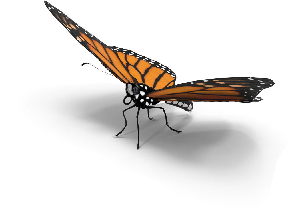 Butterfly Sticker - Monarch Butterfly (1024x779), Png Download